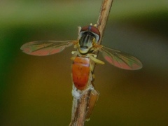 Toxomerus boscii