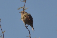 Agelaioides badius