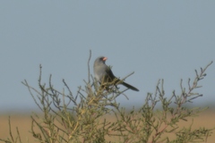 Embernagra platensis