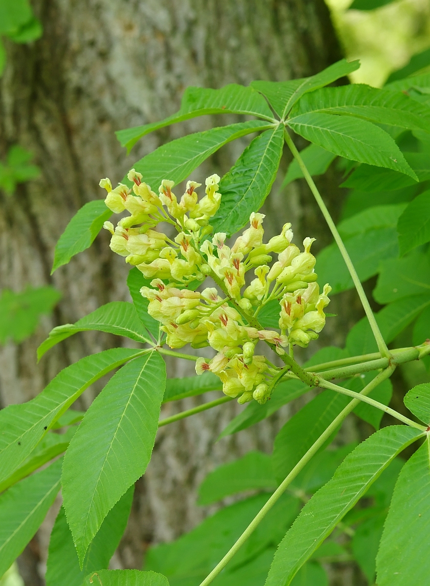 Aesculus flava