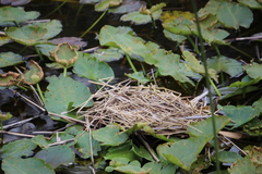 Gallinula galeata