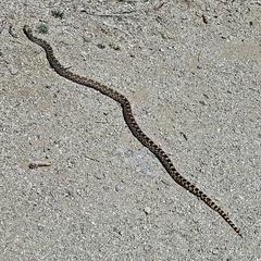 Pituophis