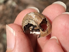Helminthoglypta sonoma