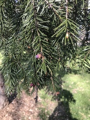 Picea abies