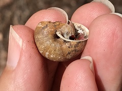 Helminthoglypta sonoma