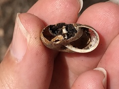Helminthoglypta sonoma