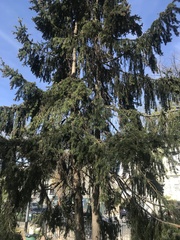 Picea abies