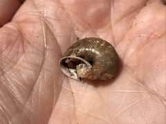 Helminthoglypta sonoma