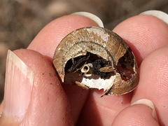 Helminthoglypta sonoma
