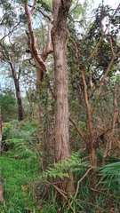 Eucalyptus umbra