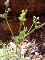 Pseudoconyza