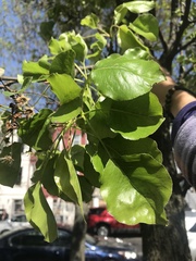 Pyrus calleryana