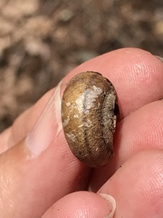 Helminthoglypta sonoma