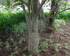 Cylicomorpha parviflora