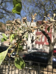 Pyrus calleryana