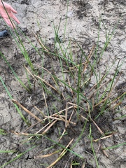 Eleocharis quadrangulata