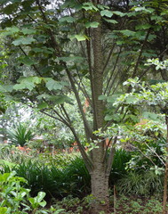 Cylicomorpha parviflora