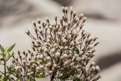 Ageratina glabrata