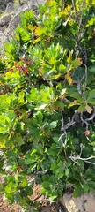 Munzothamnus blairii