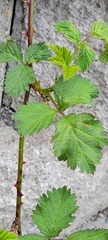 Rubus bifrons