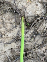 Eleocharis quadrangulata