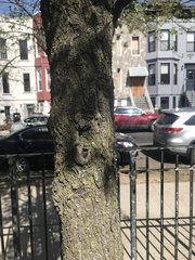 Pyrus calleryana