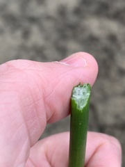 Eleocharis quadrangulata