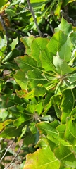 Munzothamnus blairii