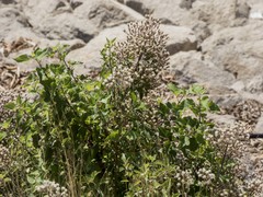 Ageratina glabrata