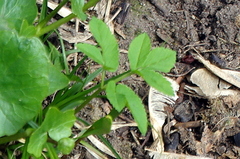 Aegopodium podagraria