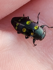 Chrysobothris chrysoela
