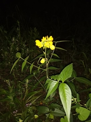 Senna scabriuscula