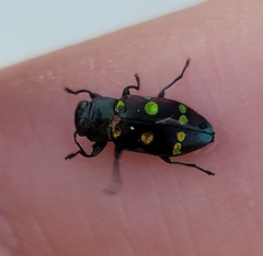 Chrysobothris chrysoela