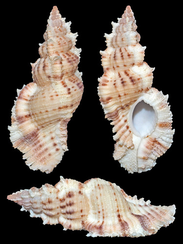 three-angled murex