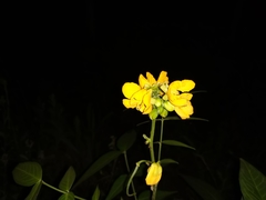 Senna scabriuscula