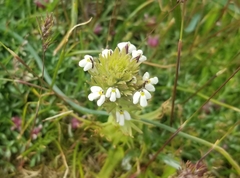 Triphysaria versicolor