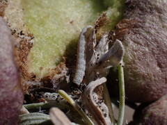 Rhopalomyia pomum