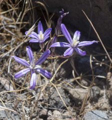 Brodiaea minor