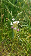 Triphysaria versicolor