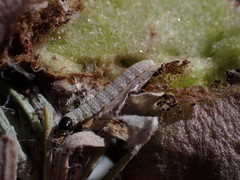Rhopalomyia pomum