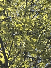 Quercus palustris