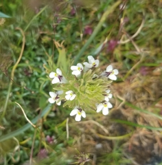 Triphysaria versicolor