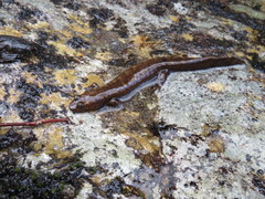 Desmognathus marmoratus