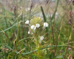 Triphysaria versicolor