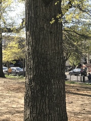 Quercus palustris