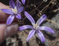 Brodiaea minor