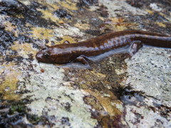 Desmognathus marmoratus