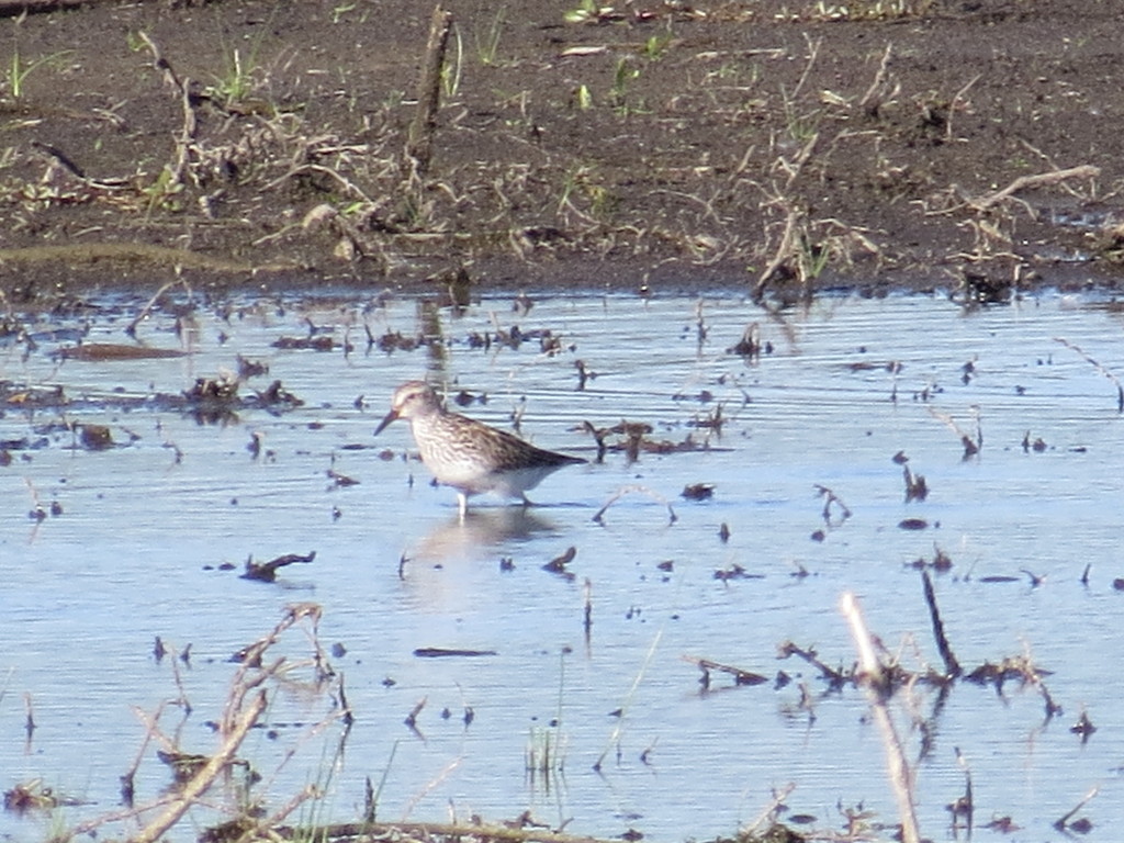 White-rumped Sandpiper From Holt County, Mo, Usa On June 02, 2018 At 06 