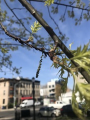 Quercus palustris
