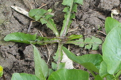 Taraxacum officinale